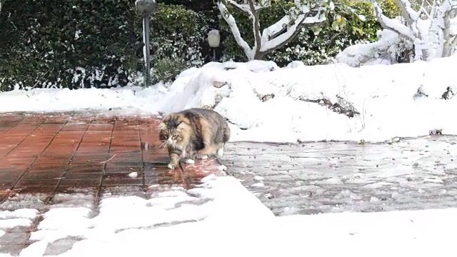 雪中的西伯利亚猫视频素材