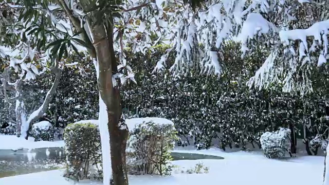 白雪覆盖的花园视频素材