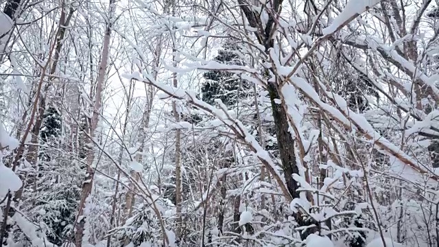 冬季森林和被雪覆盖的树木视频素材