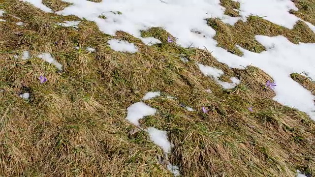 草地上快速融化的雪时光流逝视频素材