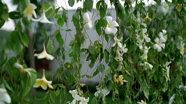 藤本植物花装饰视频素材