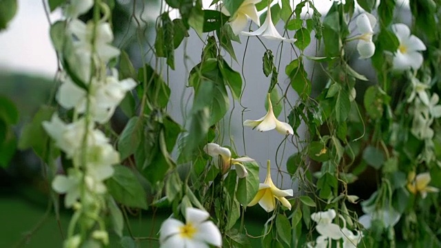 藤本植物花装饰视频素材