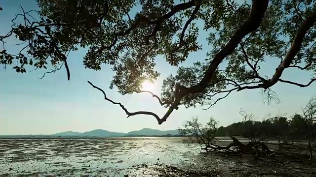 4K时间推移运动控制滑块和平移，倾斜的树在热带海洋日落或日出傍晚的时间视频素材