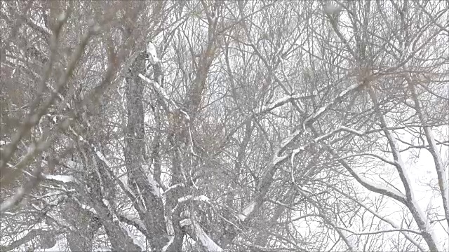 慢镜头降雪视频素材