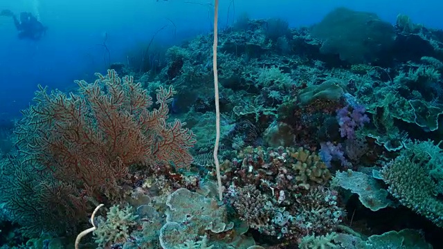 美丽的海底珊瑚礁视频素材