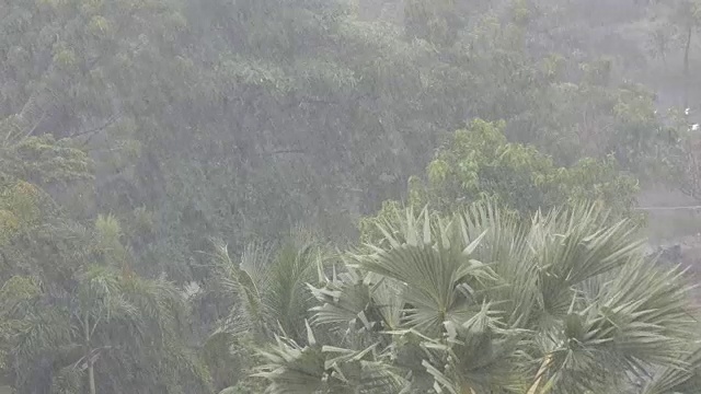 非常强的热带阵雨墙。棕榈树和雨水中的树木视频素材