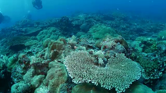 硬珊瑚群，海底暗礁视频素材