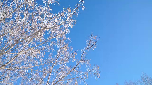 在晴朗的冬日，树枝上覆盖着白雪，映衬着湛蓝的天空视频下载