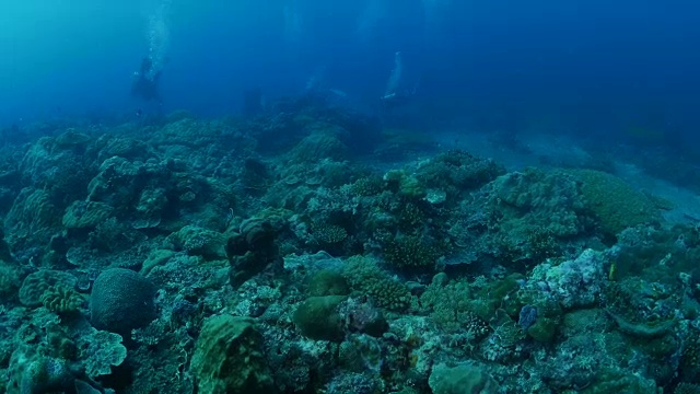 海底的珊瑚礁视频素材