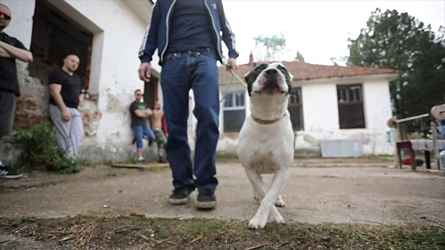 别惹比特犬视频素材