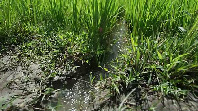 菲律宾泥泞的稻田，向上倾斜视频素材