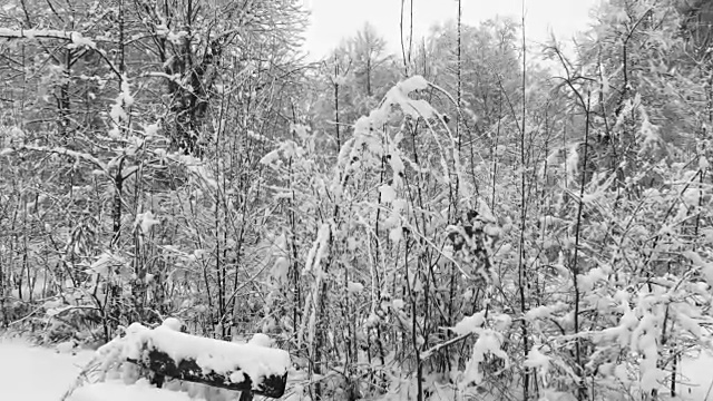 坐在长椅上的森林里下雪视频素材