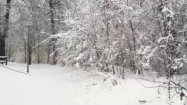 森林小路上的雪视频素材