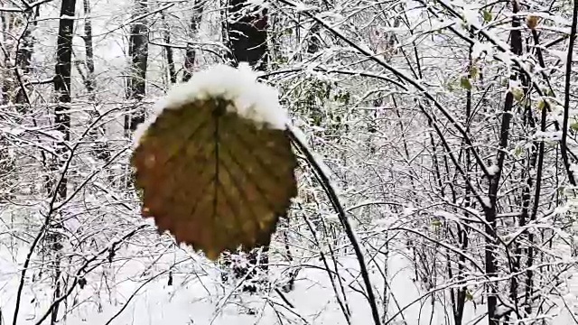 在一片树叶飘落的森林里视频素材