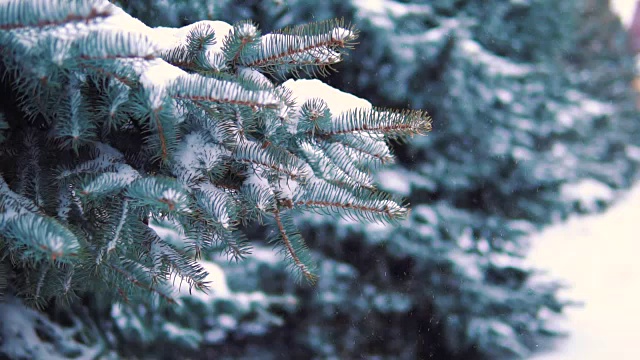 慢镜头，雪花从冬天公园的树上缓缓飘落视频素材