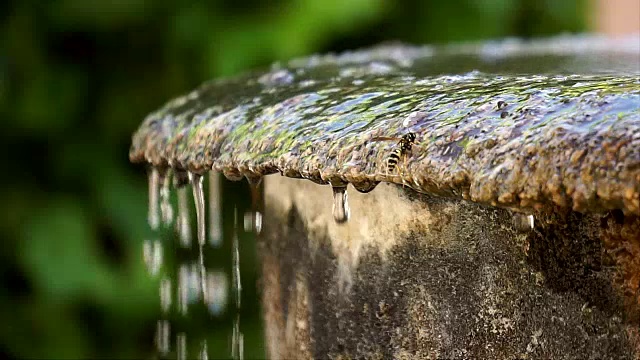 细节黄蜂从一个石头喷泉溢出水，慢慢下降，然后黄蜂飞走，慢动作视频下载