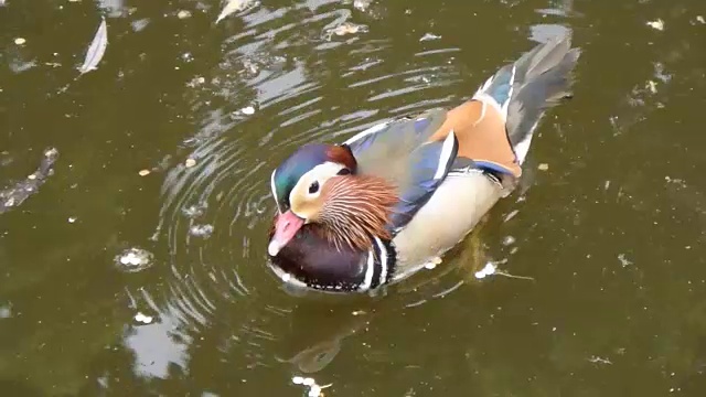 男性鸳鸯,视频素材