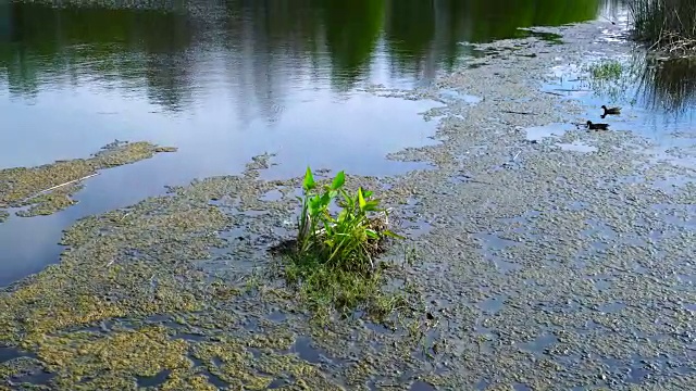 绿礁湿地，佛罗里达，美国，美国视频素材