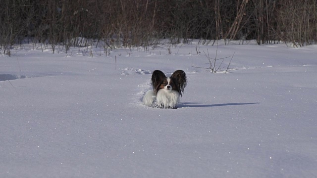 蝴蝶犬勇敢地通过他的方式在冬天公园的雪慢动作库存录像视频素材