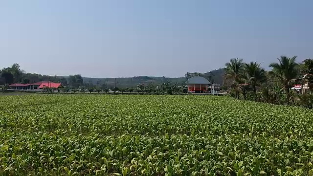 烟草田鸟瞰图视频素材