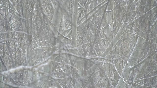 雪花落在树枝上视频素材