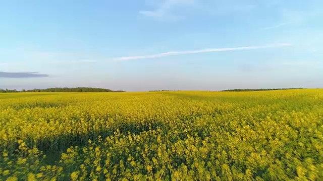 低空拍摄的油菜籽田视频素材