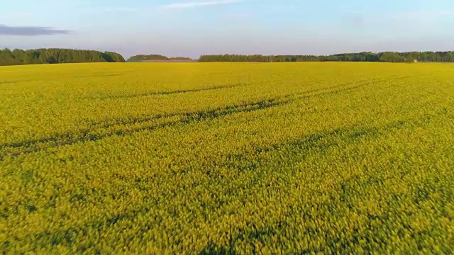 低空拍摄的油菜籽田视频素材