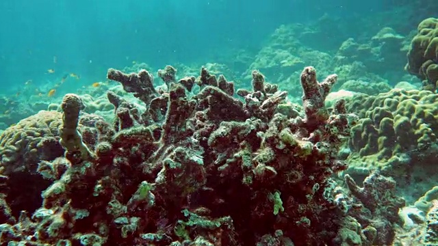 水下漂白珊瑚礁上的珊瑚视频素材