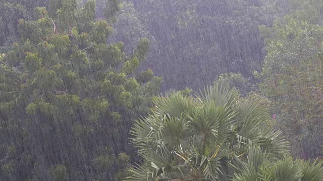 热带暴雨在丛林背景下的绿色森林与一棵棕榈树视频素材