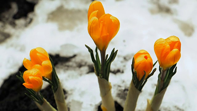 藏红花从雪中盛开的时间间隔视频素材