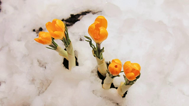 藏红花从雪中盛开的时间间隔视频素材