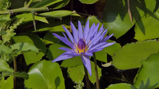 池塘里盛开的紫莲花。视频素材