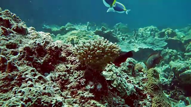 漂白珊瑚礁上的水下指珊瑚(柱头珊瑚雌蕊)视频素材