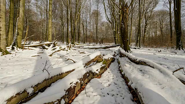 古老的落叶林在冬天下雪时，森林保护区Rohrberg, Rohrbrunn, Spessart, Bavaria，德国，欧洲视频素材