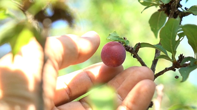 采摘樱桃的慢动作视频素材