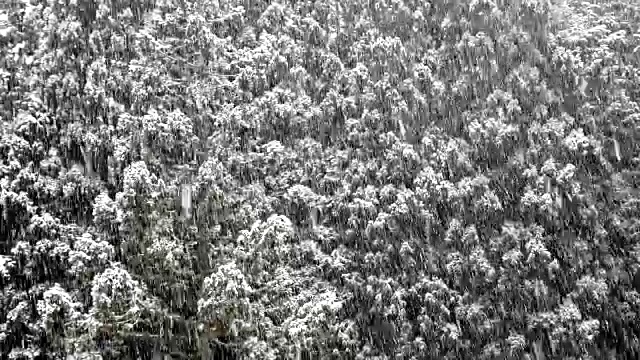 雪落,树视频素材