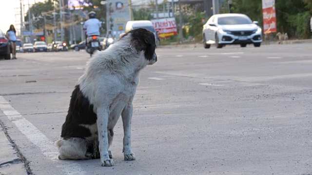 无家可归的狗坐在城市道路上与过往的汽车和摩托车。亚洲,泰国视频素材