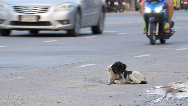 无家可归的狗躺在城市道路和过往的汽车和摩托车。亚洲,泰国视频素材