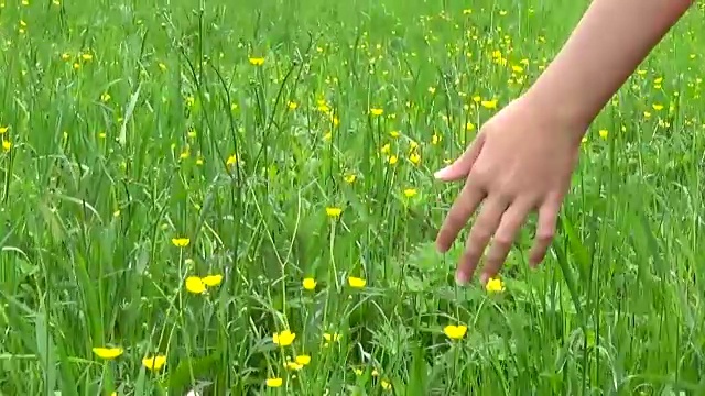 草地草地近距离全景慢镜头使用稳定器。摄像机的运动视频素材