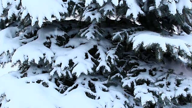 树上覆盖着雪。圣诞树在冬天的雪地里视频素材