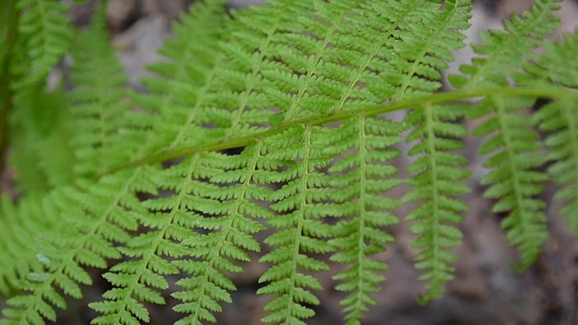 蕨叶在森林中摇摆的视频。Athyrium filix视频下载