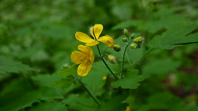 Chelidonium majus。春天背景模糊的大白屈菜的蓬松的黄色花。视频片段高清静态摄像机视频素材