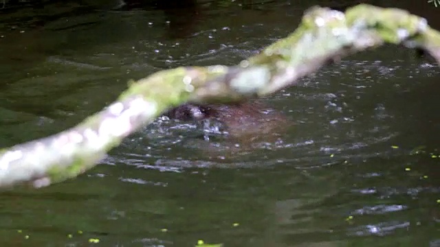 两只嬉戏的水獭在水里视频素材