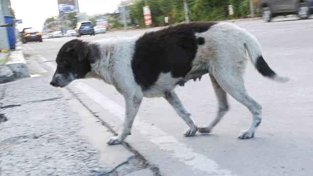 无家可归的瘸腿狗坐在城市道路上与过往的汽车和摩托车。亚洲,泰国视频素材