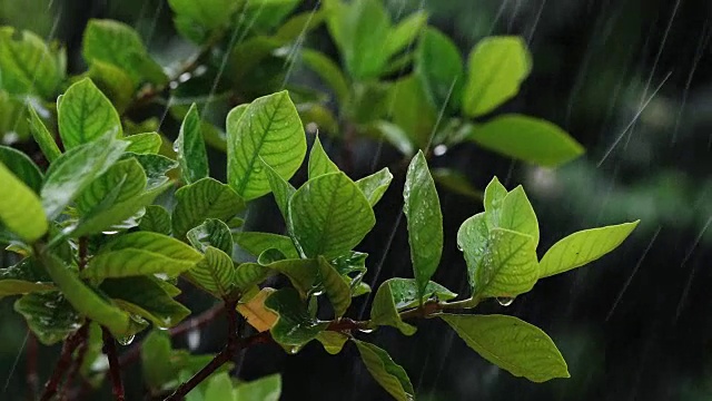 近枝翠绿鲜叶下热带雨水落在花园里，分辨率4K Dci视频素材