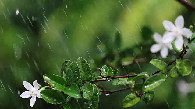 近枝翠绿鲜叶下热带雨水落在花园里，分辨率4K Dci视频素材