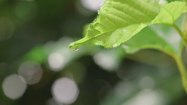 水雨滴与新鲜的绿叶为自然背景的近距离露珠从树叶上落下，4K Dci分辨率视频素材