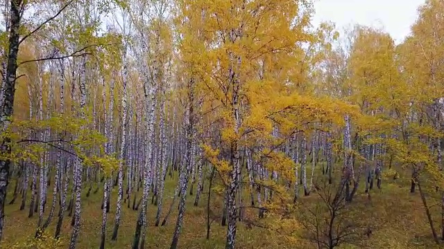 秋天的空中。沿着白桦林飞翔。鸟瞰图。秋天，落叶林的正上方视频素材