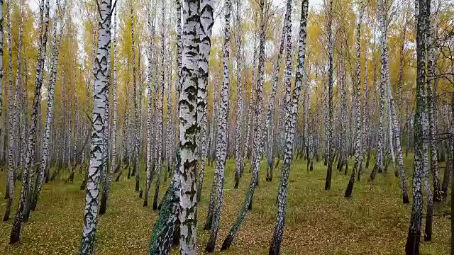 秋天的空中。沿着白桦林飞翔。鸟瞰图。秋天，落叶林的正上方视频素材