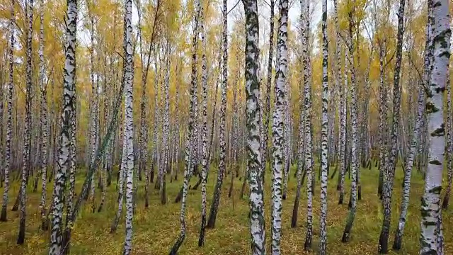 秋天的空中。沿着白桦林飞翔。鸟瞰图。秋天，落叶林的正上方视频下载